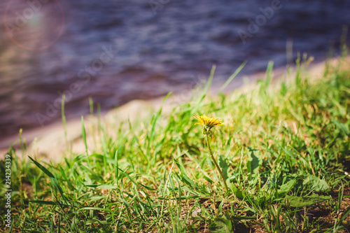 Fototapeta Naklejka Na Ścianę i Meble -  Dandelion flower on green grass with water on background
