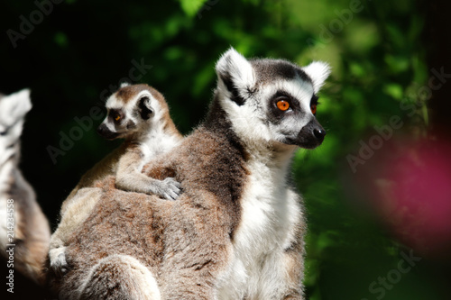 lémuriens adultes et bébé photo