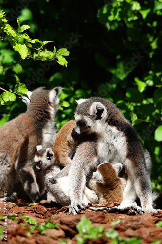 groupe de lémuriens dans les buissons