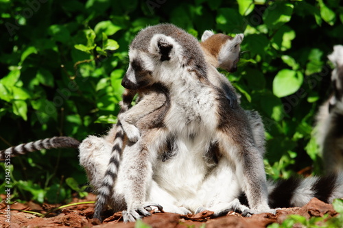mère et enfant lémurien photo