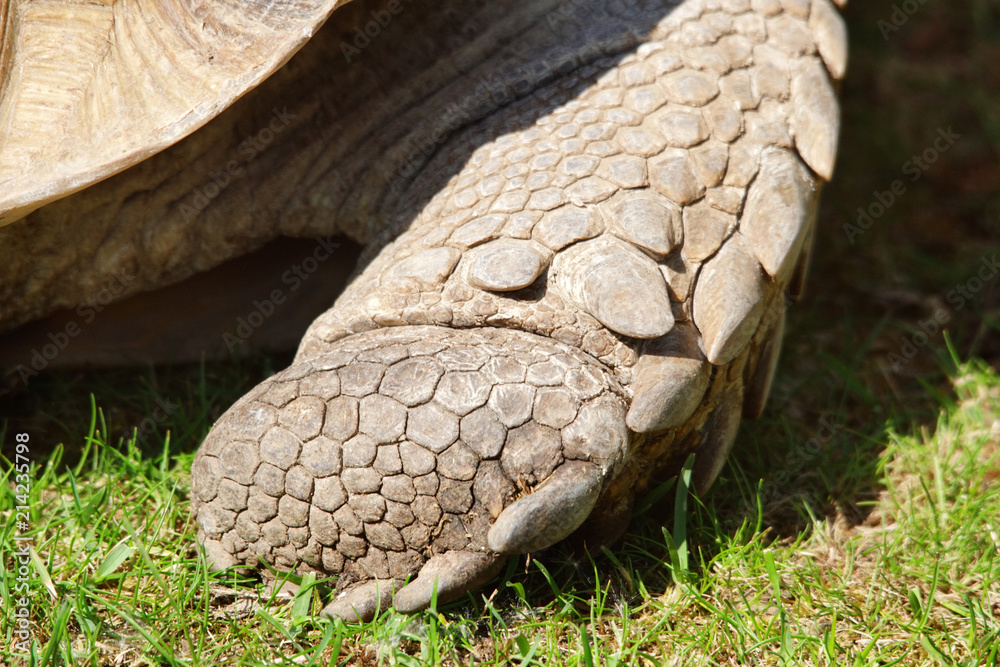 Fototapeta premium Patte d’une tortue sillonnée