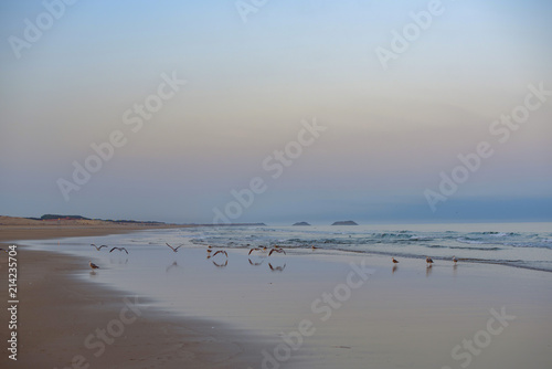 seagulls at dawn on the Atlantic ocean