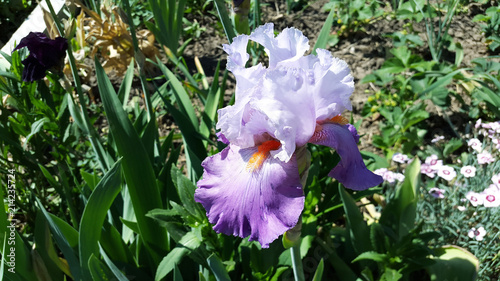 Fototapeta Naklejka Na Ścianę i Meble -  beautiful violet iris flower is blooming in the garden