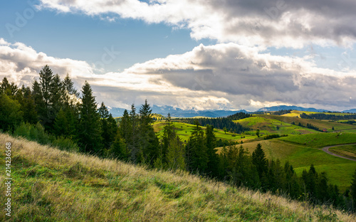 spruce forest on the grassy hillside in mountains. lovely landscape with gorgeous sky © Pellinni