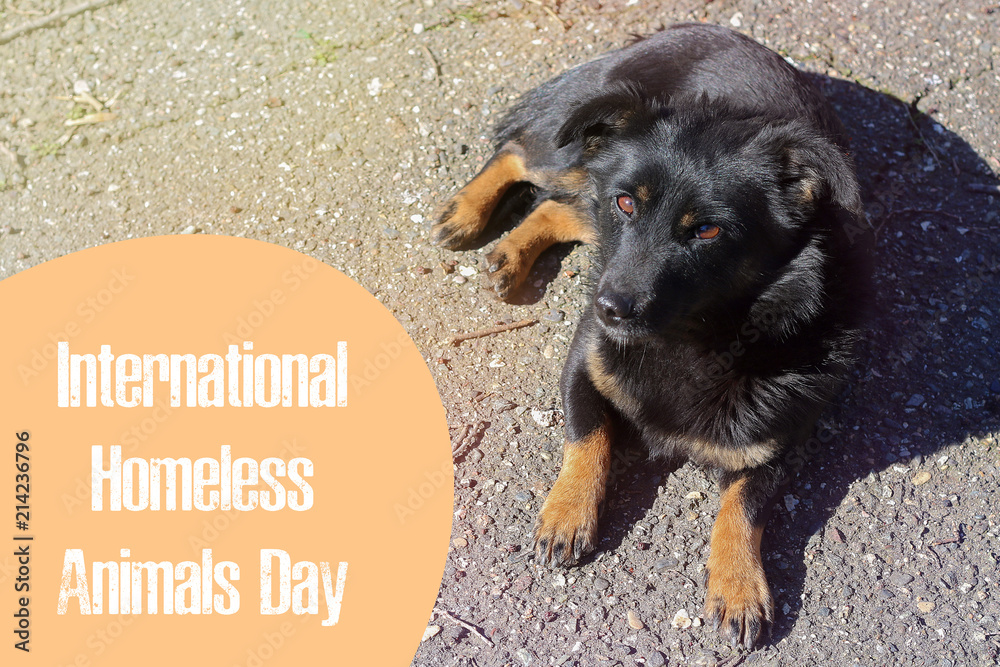 World day of stray animals. 18 August. International Homeless Animals Day.  Stock Photo | Adobe Stock