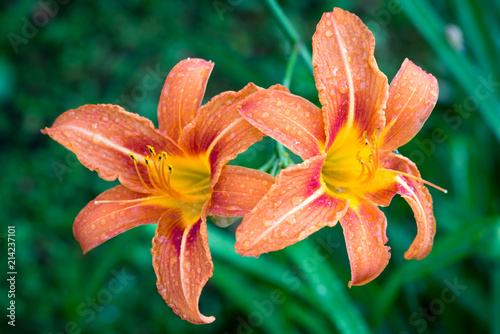 two hemerocallis fulva flowers in the garden, the orange day-lily