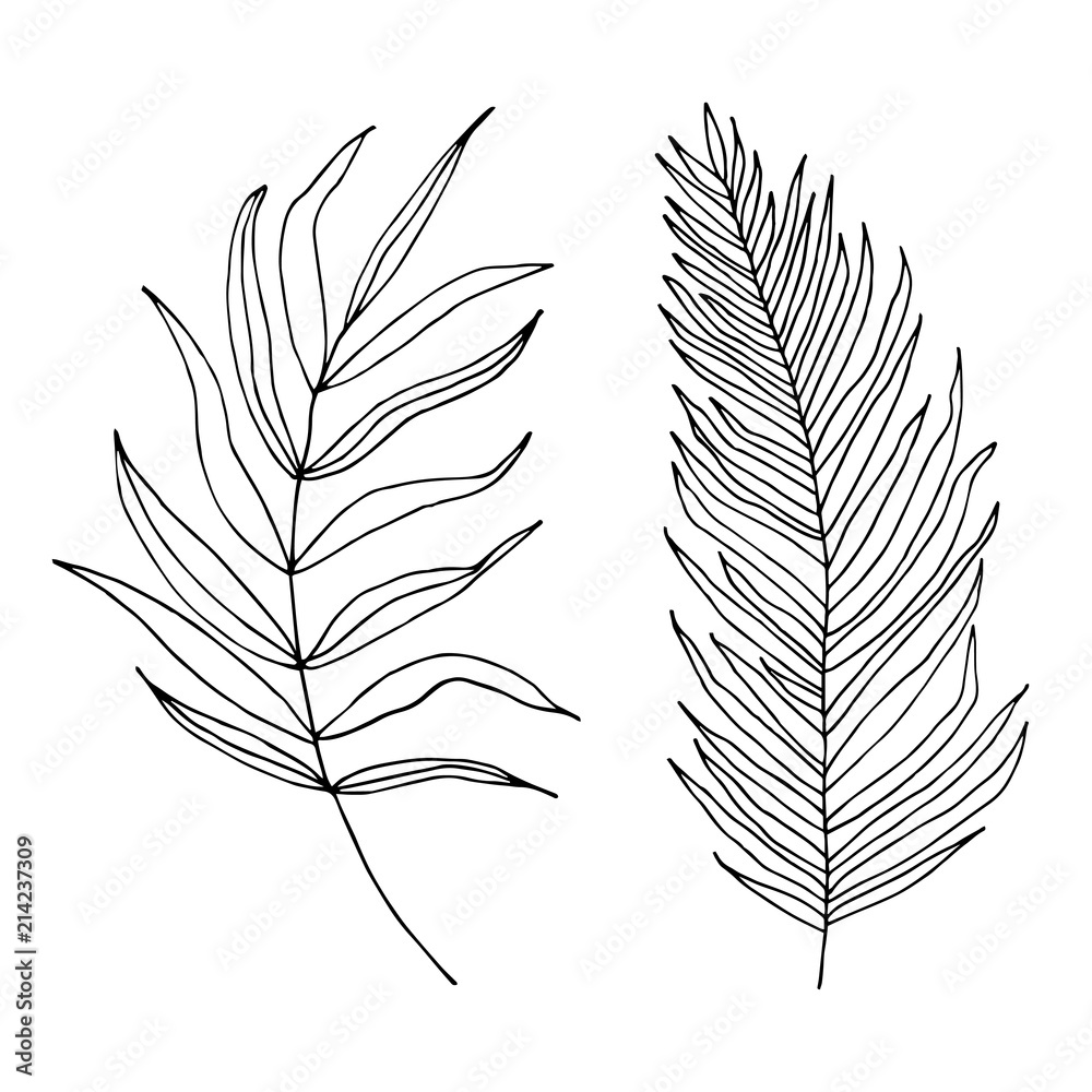 Fototapeta premium Set of palm, jungle , tropical leaves silhouettes isolated on white background.