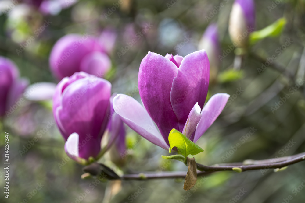 Obraz premium japanese garden leverkusen