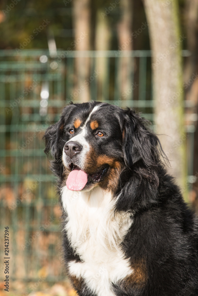 portrait of a Bernese mountain dog on a walk in belgium