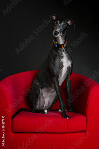 Galgo in Chair