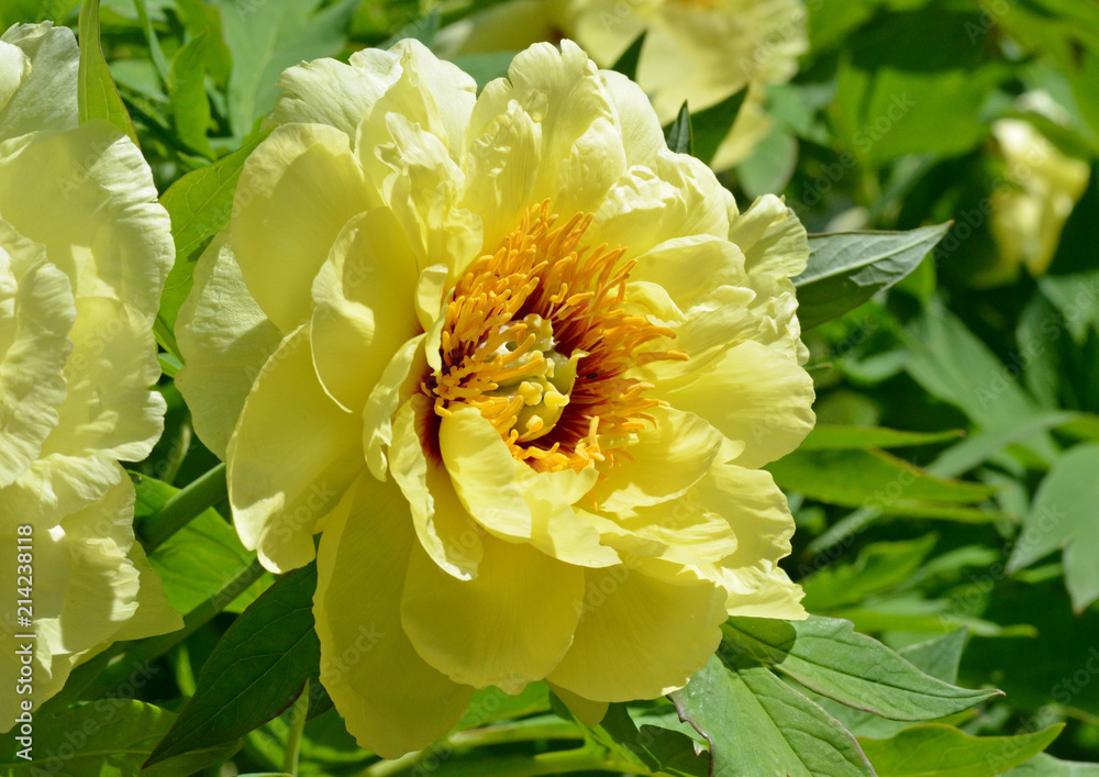 Yellow peony with a fan of stamens under the rays of the sun