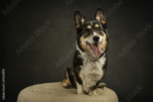 Tapety artystyczne Corgi on Ottoman