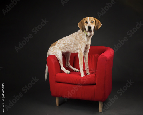 Naklejka Hound On Chair