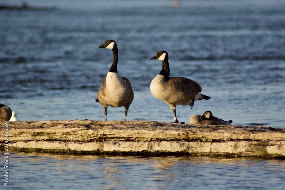 Beautiful Canada Geese on the rock near the river Beautiful Canada Geese on the rock near the river