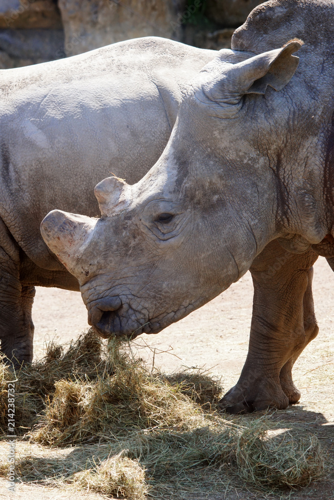 rhinos pendant leur repas