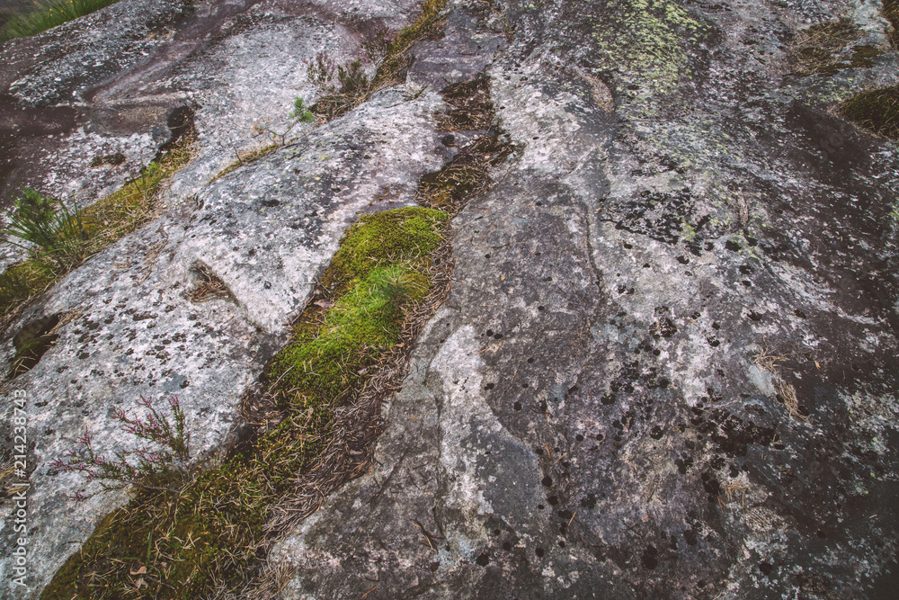 growth on rock in south norwegian Setesdal