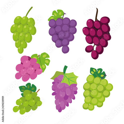 grape vector collection design