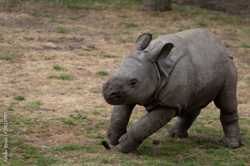 Baby Rhino