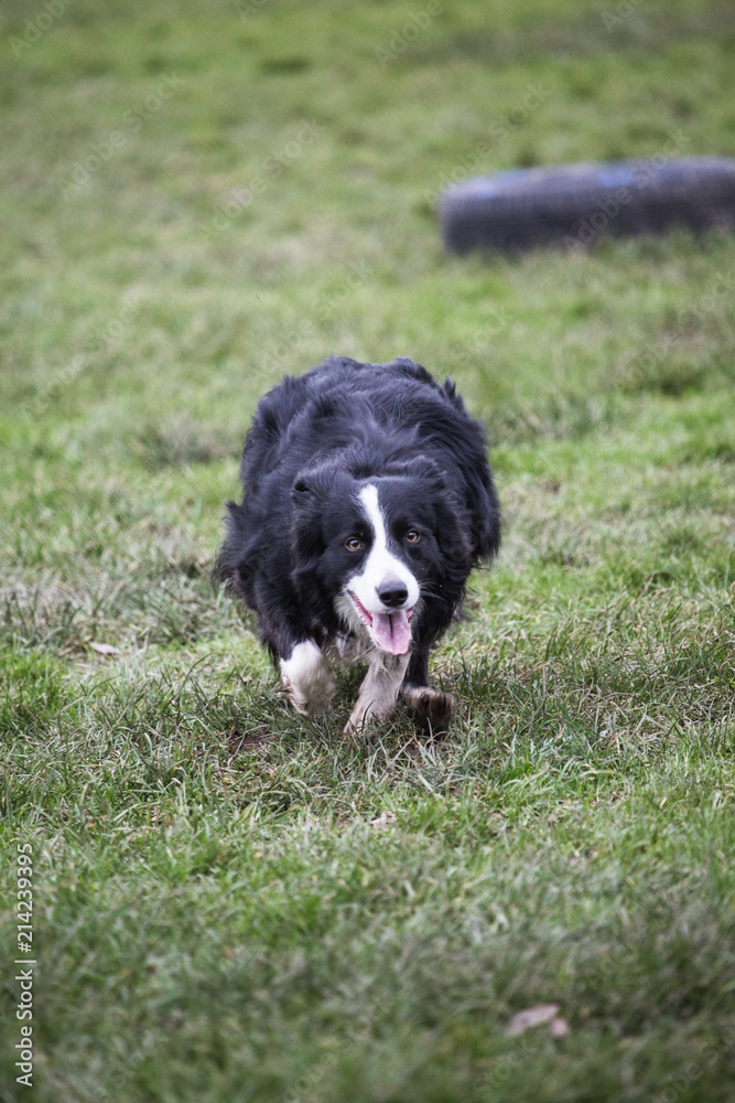 portrait of Border Collie dog on a walk in belgium portrait of Border Collie dog on a walk in belgium