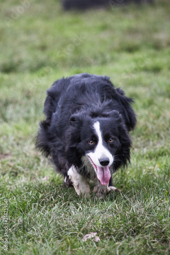 portrait of Border Collie dog on a walk in belgium © Eric