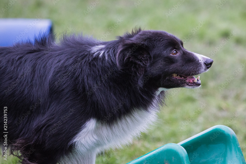 portrait of Border Collie dog on a walk in belgium portrait of Border Collie dog on a walk in belgium