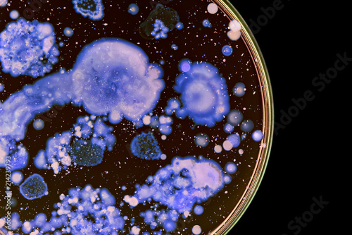 Macro photo of colorful wild growing bacteria and molds in a petri dish. photo