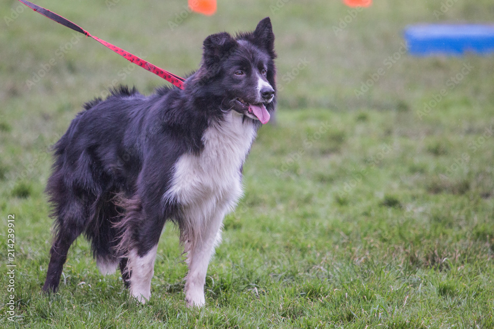 portrait of Border Collie dog on a walk in belgium