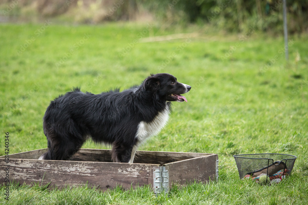 portrait of Border Collie dog on a walk in belgium