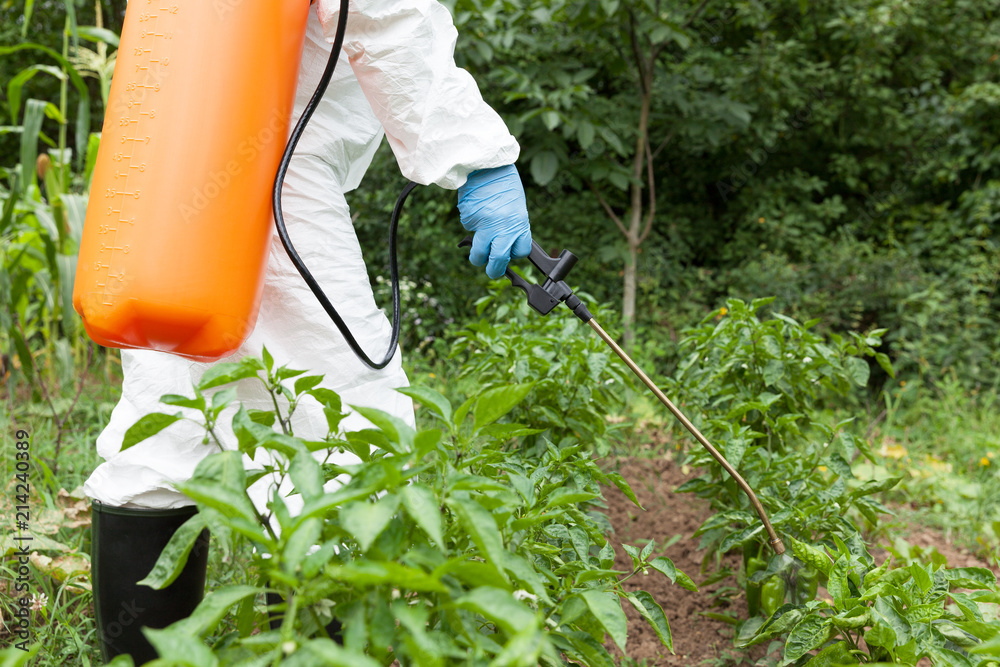 Fototapeta premium Farmer spraying toxic pesticides in the vegetable garden