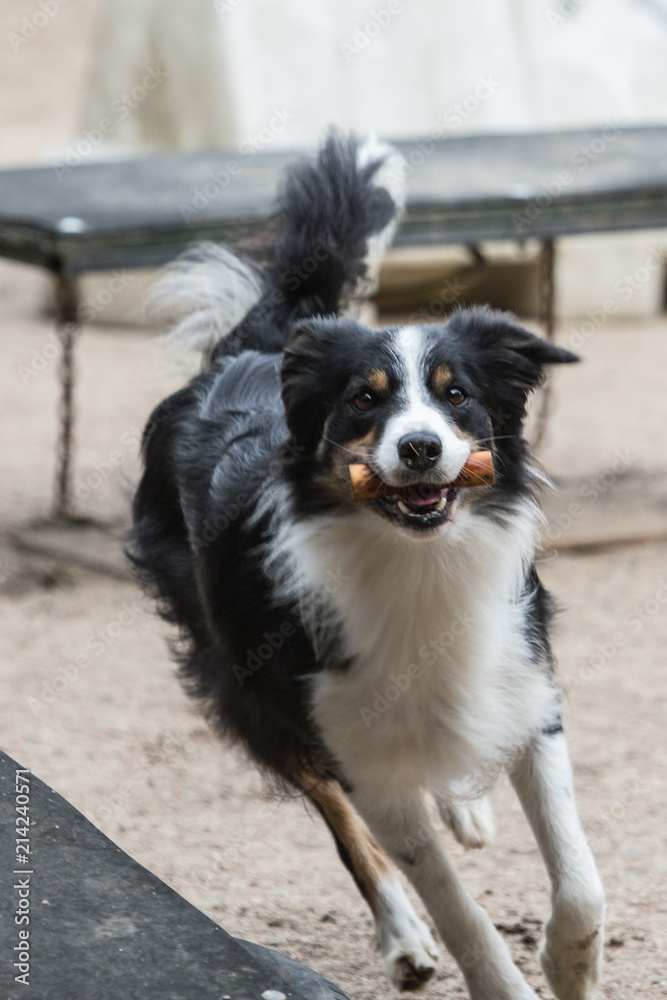 portrait of Border Collie dog on a walk in belgium portrait of Border Collie dog on a walk in belgium