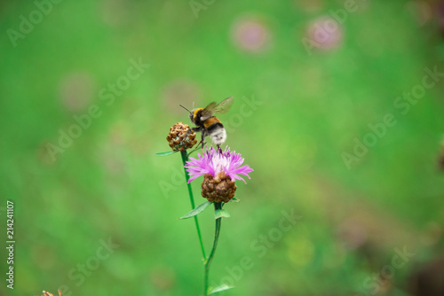 Bumblebee on a flower © nikato