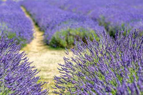 A pathway through a field of lavender, with focus on the foreground