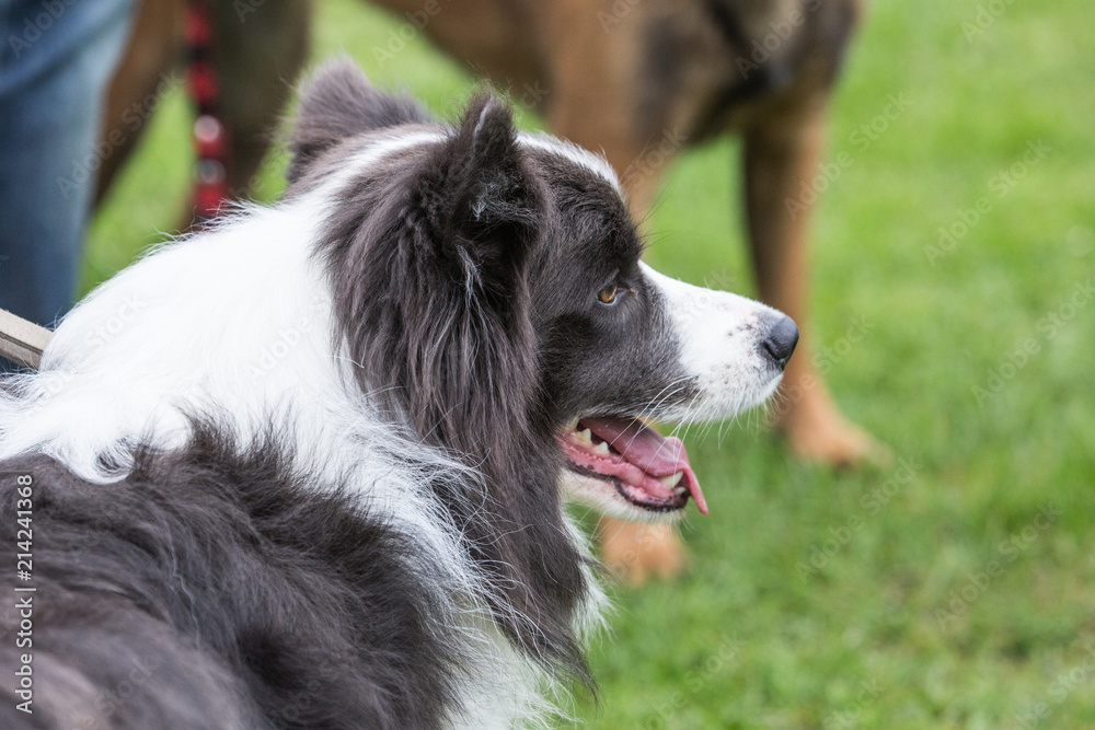 portrait of Border Collie dog on a walk in belgium