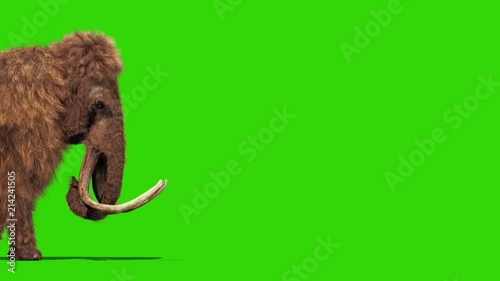 Mammoth Real Fur Walks Jurassic Side Green Screen 3D Rendering Animation