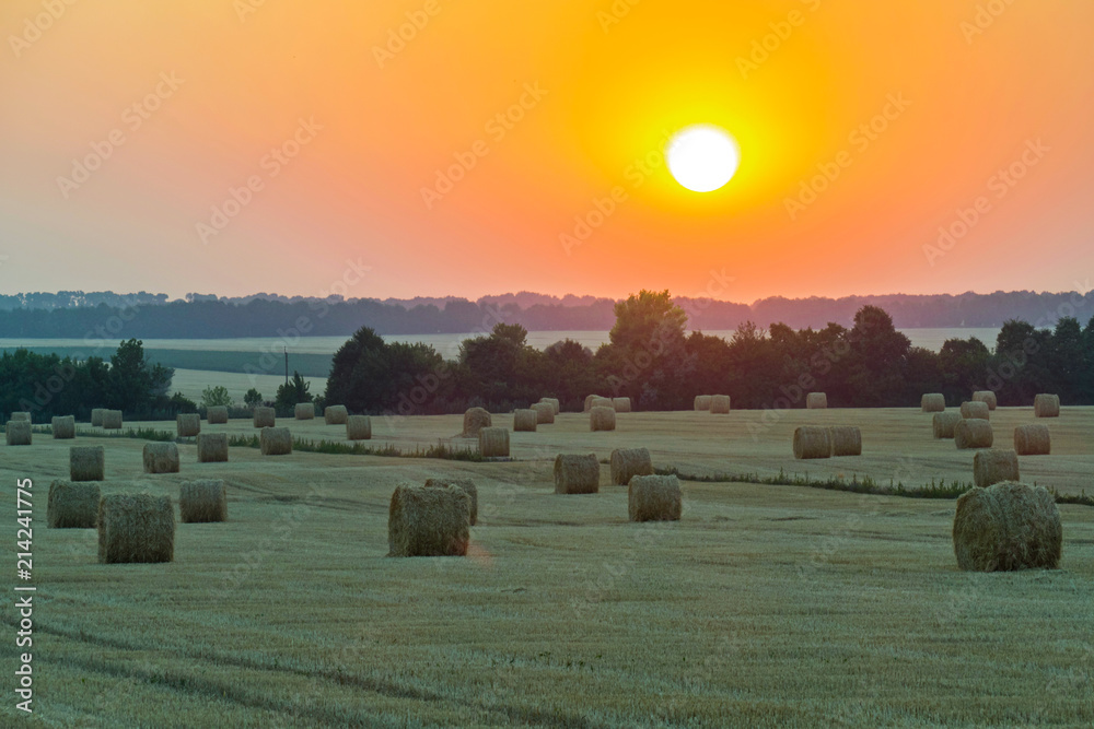 A clean green field with clubs of slanting creep against the background of a bright sunset
