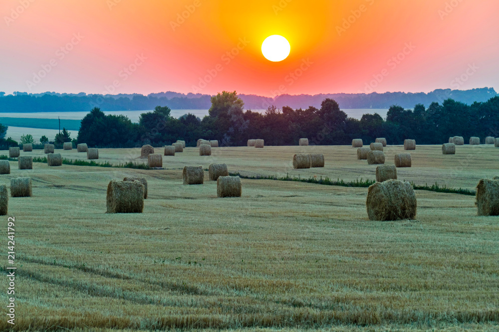 A chic landscape of field with harvested hay. Yellow stubble growing on the ground mown grass abutting in a tree planting.