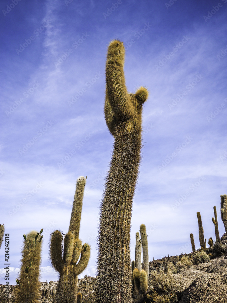 close up of Cactus at Cactus Island Isla Incahuasi Uyuni Bolivia