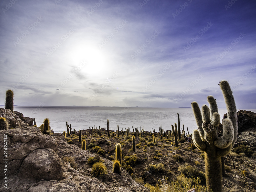 Panoramic scenery of Cactus Island Isla Incahuasi Uyuni Bolivia