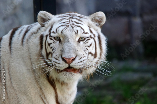 tigre blanc et ses yeux bleus