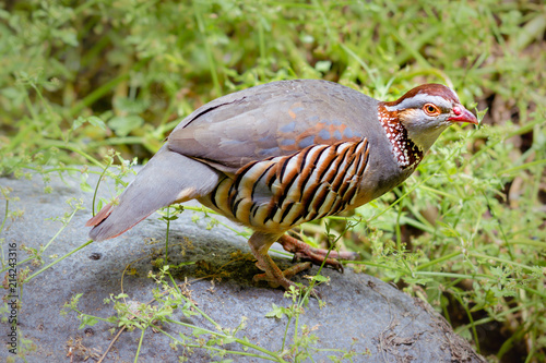 Valokuva A barbary partridge, the national bird of Gibraltar and a native of north Africa, stands perched on a rock surrounded by plants in Tenerife, Canary Islands