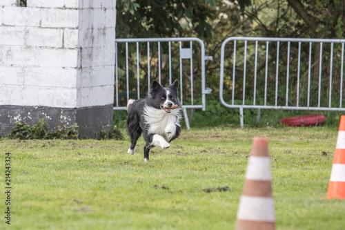 portrait of Border Collie dog on a walk in belgium