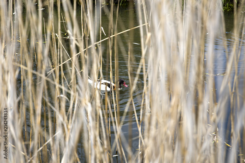 Duck in a pond