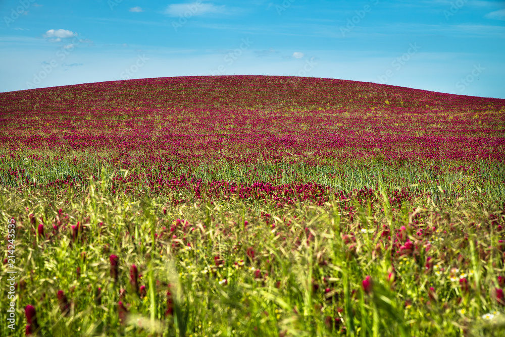 Obraz premium rotes kleefeld