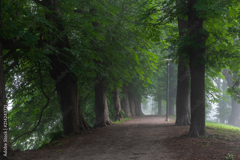 Obraz premium Walking path with diverse selection of trees on both sides with the morning mist in Toompark, Tallinn, Estonia