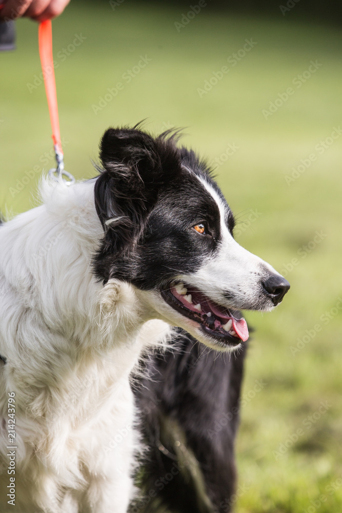 portrait of Border Collie dog on a walk in belgium portrait of Border Collie dog on a walk in belgium