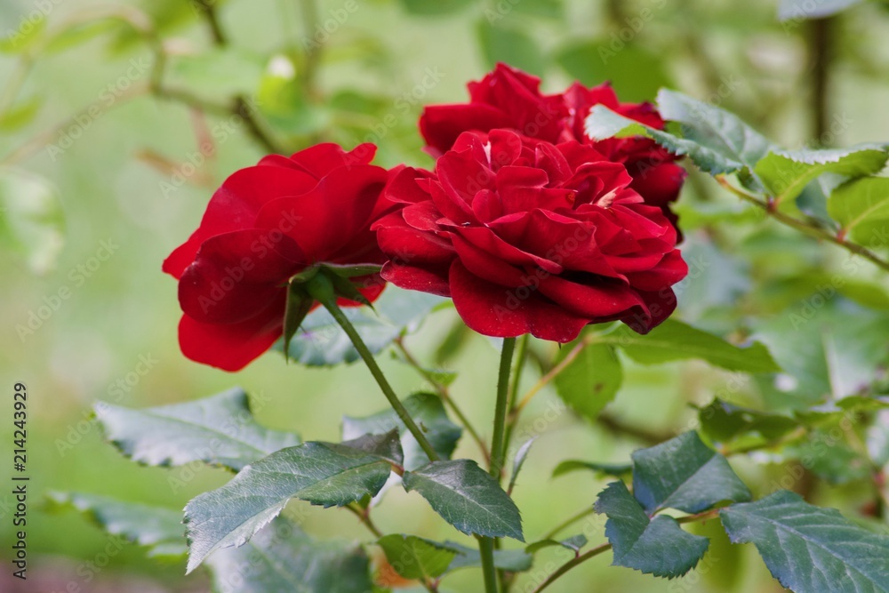 Beautiful red roses flowers with green leaves