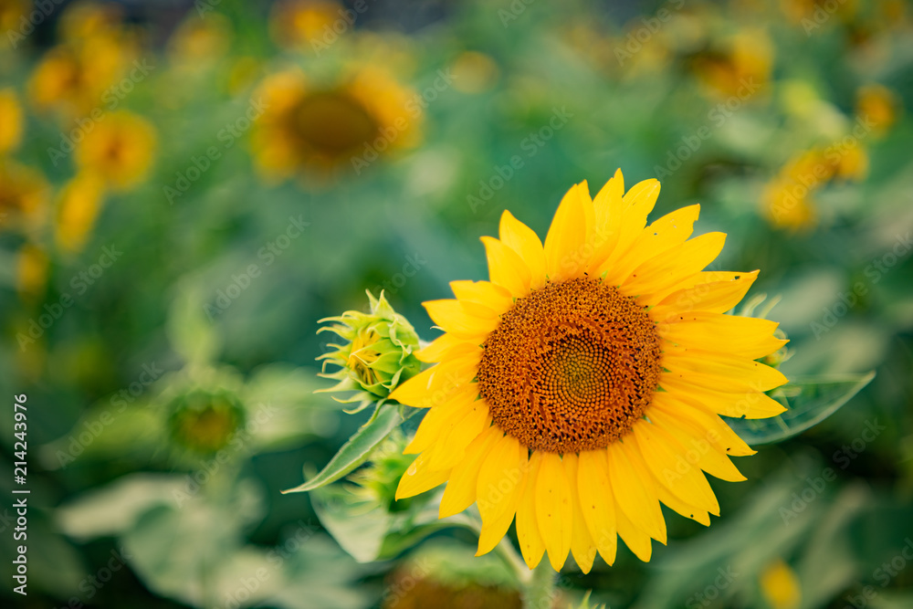 Field of Sunflowers