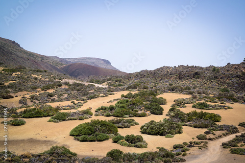 Landscape of Teide National Park, Tenerife, with scrubland pockets of shrubs, broom and flowers on a sand base Fototapeta