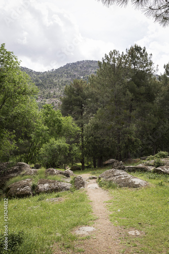 dirt road through a mountain forest on a cloudy day 