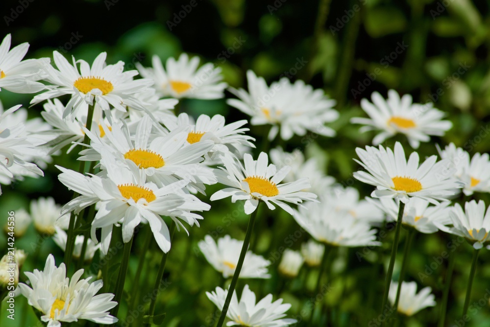 Fototapeta premium Beautiful white camomile flowers with the green leaves